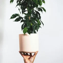 Outlet Benjaminfikus - Ficus benjamina 'Danielle' - Höjd 100-110cm - ⌀21cm Krukväxter Inomhus