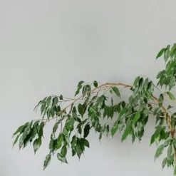 Outlet Benjaminfikus - Ficus benjamina 'Danielle' - Höjd 100-110cm - ⌀21cm Krukväxter Inomhus