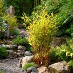 Sale Bergbambu - Set om 6 - Fargesia nitida 'Red Dragon' - Höjd 60-80cm - ⌀17cm Buskar