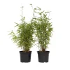Hot Bergbambu - Set om 4 - Fargesia nitida 'Red Dragon' - Höjd 60-80cm - ⌀17cm Buskar