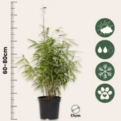 Hot Bergbambu - Set om 4 - Fargesia nitida 'Red Dragon' - Höjd 60-80cm - ⌀17cm Buskar