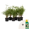 New Bergbambu - Set om 6 - Fargesia rufa - Höjd 25-40cm - ⌀13cm Buskar