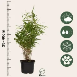 New Bergbambu - Set om 6 - Fargesia rufa - Höjd 25-40cm - ⌀13cm Buskar