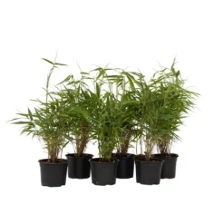 Bergbambu - Set om 6 - Fargesia rufa - Höjd 25-40cm - ⌀13cm