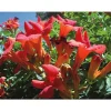 BIGNONIA CAMPSIS MADAME GALEN BLOMSTERPLANTA TRÄDGÅRD 1 VÄXTA KRUKA 17CM