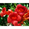 BIGNONIA CAMPSIS RADICANS FLAMENCO VAS 16CM Växt Buske Trädgård