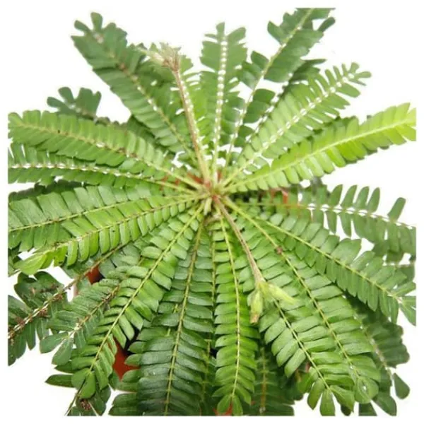 Hot Biophytum sensitivum - Palm i söderhavet - Blomkruka i lera 9 cm - Växten som rör sig - Idealisk för barn - Mini palmträd Krukväxter Inomhus