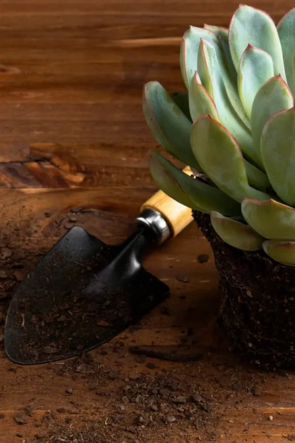 BIOVITA JORD FÖR KAKTUSAR OCH SUCCULENTER 5L