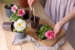 BIOVITA UNIVERSAL BLOMSTERJORD 80 LITER MED GÖDSEL