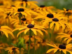 Biovita Universal TORVFRI jord för grönsaker och blommor med kompost 40 l