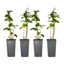 Björnbärsväxt - Set om 2 - Rubus fruticosus 'Thornfree' - Höjd 50-60cm - ⌀15cm