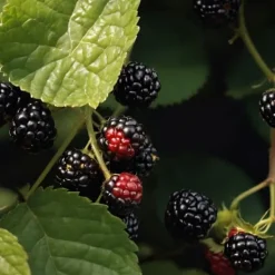 Björnbärsväxt - Set om 2 - Rubus fruticosus 'Thornfree' - Höjd 50-60cm - ⌀15cm