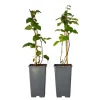New Björnbärsväxt - Set om 2 - Rubus fruticosus 'Thornfree' - Höjd 50-60cm - ⌀15cm Buskar