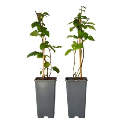 New Björnbärsväxt - Set om 2 - Rubus fruticosus 'Thornfree' - Höjd 50-60cm - ⌀15cm Buskar