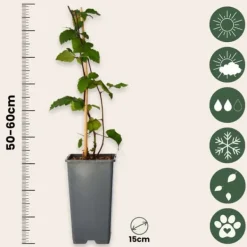 New Björnbärsväxt - Set om 2 - Rubus fruticosus 'Thornfree' - Höjd 50-60cm - ⌀15cm Buskar