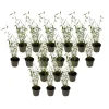 Online Blå bambu - Set om 18 - Fargesia papyrifera 'Blue Dragon' - Höjd 30-40cm - ⌀13cm Buskar