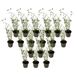 Online Blå bambu - Set om 18 - Fargesia papyrifera 'Blue Dragon' - Höjd 30-40cm - ⌀13cm Buskar
