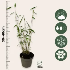 Online Blå bambu - Set om 18 - Fargesia papyrifera 'Blue Dragon' - Höjd 30-40cm - ⌀13cm Buskar