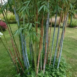 Online Blå bambu - Set om 18 - Fargesia papyrifera 'Blue Dragon' - Höjd 30-40cm - ⌀13cm Buskar