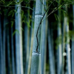 Online Blå bambu - Set om 18 - Fargesia papyrifera 'Blue Dragon' - Höjd 30-40cm - ⌀13cm Buskar