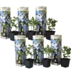 New Blå blyblomma - Set om 6 - Plumbago auriculata - Höjd 25-40cm - ⌀9cm Blommor