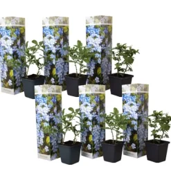 New Blå blyblomma - Set om 6 - Plumbago auriculata - Höjd 25-40cm - ⌀9cm Blommor
