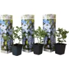 Online Blå blyblomma - Set om 3 - Plumbago auriculata - Höjd 25-40cm - ⌀9cm Trädgårdsväxter