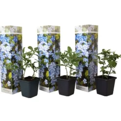 Online Blå blyblomma - Set om 3 - Plumbago auriculata - Höjd 25-40cm - ⌀9cm Trädgårdsväxter