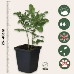 Online Blå blyblomma - Set om 3 - Plumbago auriculata - Höjd 25-40cm - ⌀9cm Trädgårdsväxter
