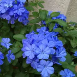 Online Blå blyblomma - Set om 3 - Plumbago auriculata - Höjd 25-40cm - ⌀9cm Trädgårdsväxter