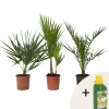 Discount Blanda utomhuspalmer - Set om 3 - Outdoor Palmmix - Pokon - Höjd 50-70cm - ⌀15cm Trädgårdsväxter