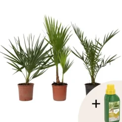 Discount Blanda utomhuspalmer - Set om 3 - Outdoor Palmmix - Pokon - Höjd 50-70cm - ⌀15cm Trädgårdsväxter