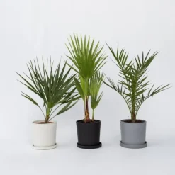 Discount Blanda utomhuspalmer - Set om 3 - Outdoor Palmmix - Pokon - Höjd 50-70cm - ⌀15cm Trädgårdsväxter