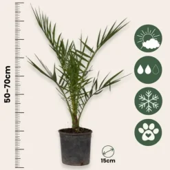 Blanda utomhuspalmer - Set om 6 - Outdoor Palmmix - Höjd 50-70cm - ⌀15cm