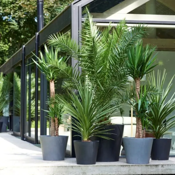 Blanda utomhuspalmer - Set om 6 - Outdoor Palmmix - Höjd 50-70cm - ⌀15cm