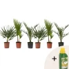 Online Blanda utomhuspalmer - Set om 6 - Outdoor Palmmix - Pokon - Höjd 50-70cm - ⌀15cm Trädgårdsväxter