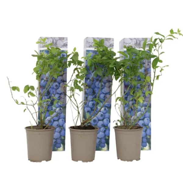 Discount Blåbär - Set om 3 - Vaccinium corymbosum 'Sunshine Blue' - Höjd 25-40cm - ⌀9cm Buskar