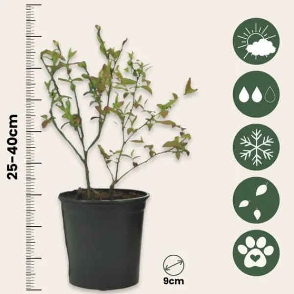 Discount Blåbär - Set om 3 - Vaccinium corymbosum 'Sunshine Blue' - Höjd 25-40cm - ⌀9cm Buskar