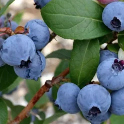 Discount Blåbär - Set om 3 - Vaccinium corymbosum 'Sunshine Blue' - Höjd 25-40cm - ⌀9cm Buskar