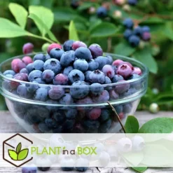 Discount Blåbär - Set om 3 - Vaccinium corymbosum 'Sunshine Blue' - Höjd 25-40cm - ⌀9cm Buskar