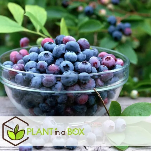 Discount Blåbär - Set om 3 - Vaccinium corymbosum 'Sunshine Blue' - Höjd 25-40cm - ⌀9cm Buskar