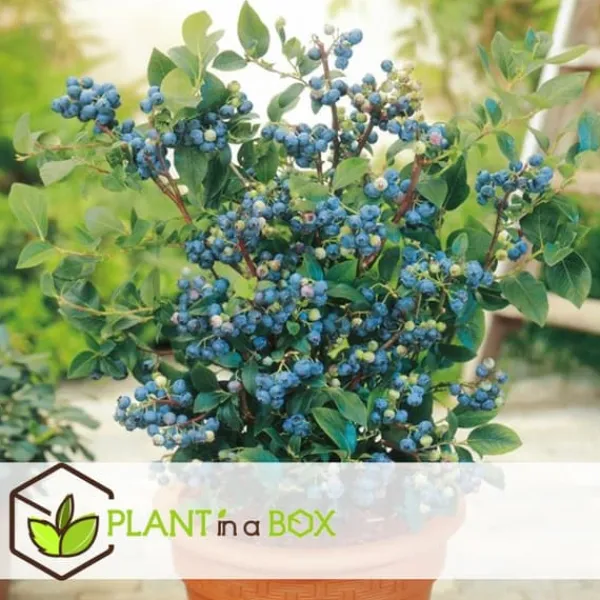 Discount Blåbär - Set om 3 - Vaccinium corymbosum 'Sunshine Blue' - Höjd 25-40cm - ⌀9cm Buskar