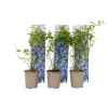 Discount Blåbär - Set om 6 - Vaccinium corymbosum 'Sunshine Blue' - Höjd 25-40cm - ⌀9cm Buskar