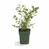 Blåbärsbuske 'Reka' - Ø13 cm Kruka - 45 cm Hög