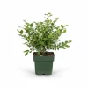 New Blåbärsbuske 'Reka' 45 cm i kruka Ø13 cm Buskar
