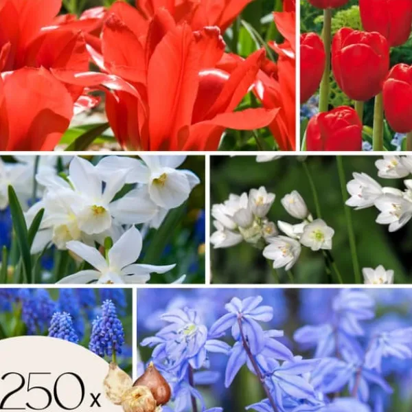 Best Blomlökar från Holland - Set om 250 - Tulipa Narcissus Scilla Allium Muscari Fröer & Lökar