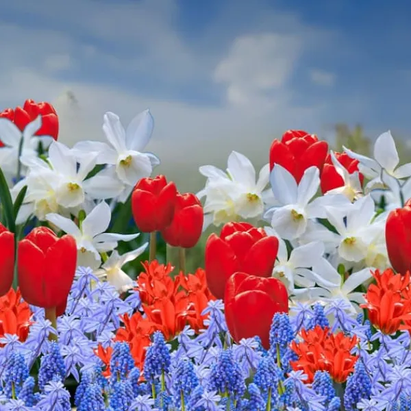 Best Blomlökar från Holland - Set om 250 - Tulipa Narcissus Scilla Allium Muscari Fröer & Lökar