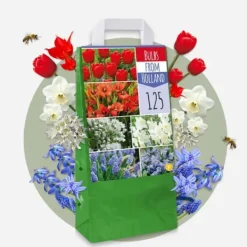 Best Blomlökar från Holland - Set om 250 - Tulipa Narcissus Scilla Allium Muscari Fröer & Lökar
