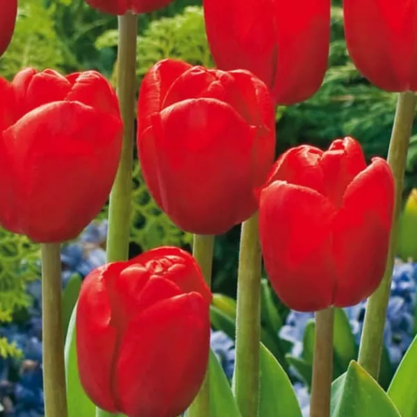 Best Blomlökar från Holland - Set om 250 - Tulipa Narcissus Scilla Allium Muscari Fröer & Lökar