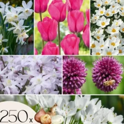 Discount Blomlökpaket - Set om 250 - Allium, Narcissus, Muscari - Blomlökar - Purpur Fröer & Lökar